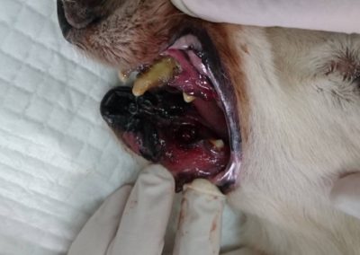 名古屋市北区 上飯田動物病院の口腔手術