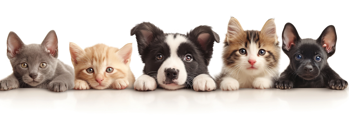 上飯田動物病院